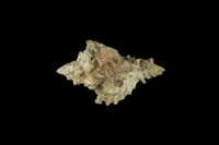 藏品(黑千手螺)的圖片